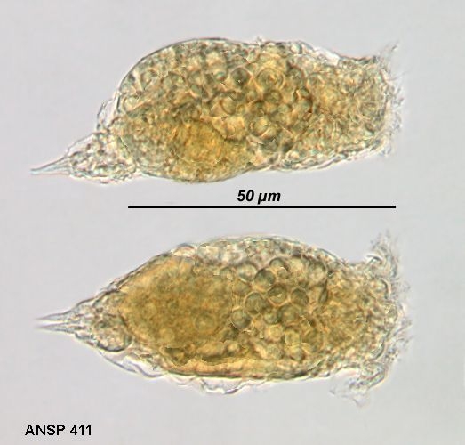 Pleurata thura