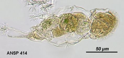 Cephalodella hyalina