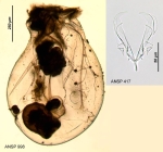 Asplanchna herricki