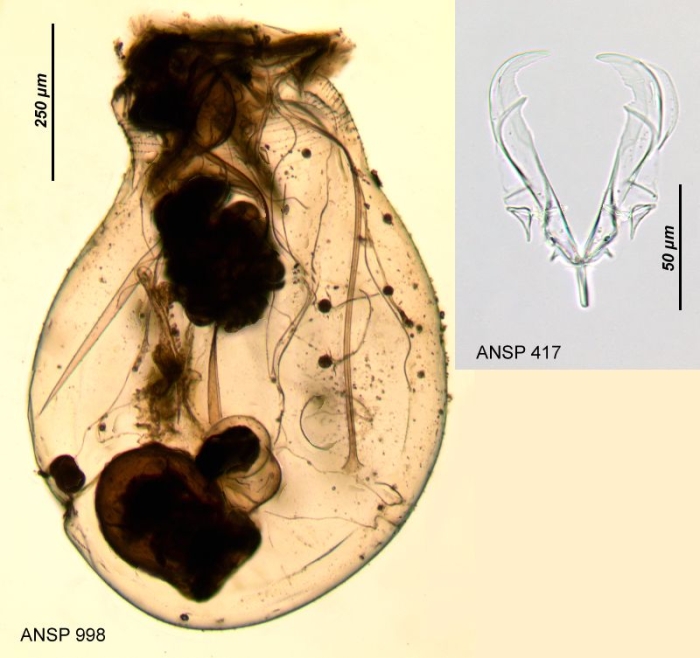 Asplanchna herricki