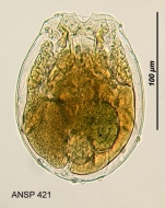 Testudinella dentata