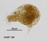 Gastropus minor
