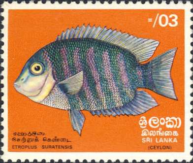 Etroplus suratensis Etroplus suratensis