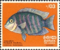 Pisces (fish)