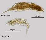 Dicranophorus facinus