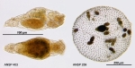 Proales parasita