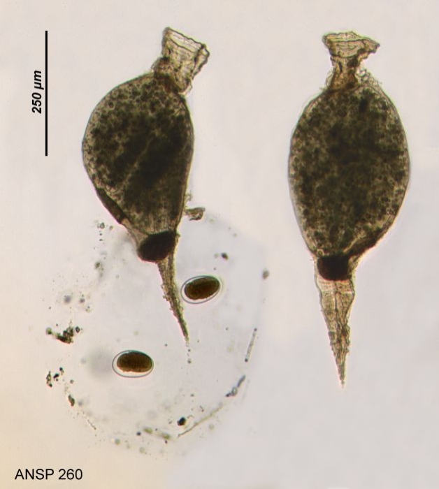 Collotheca crateriformis