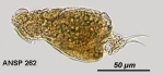 Cephalodella nelitis