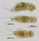 Cephalodella intuta