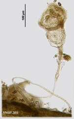 Ptygura pedunculata