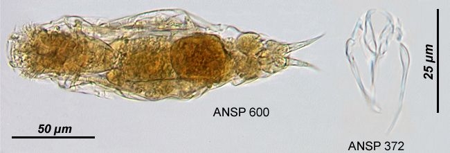 Aspelta aper