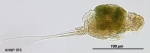 Monommata viridis