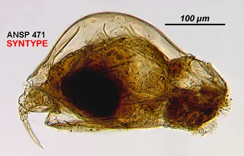 Euchlanis dilatata var. crassa