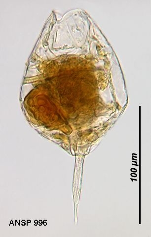 Lecane bulla f. goniata