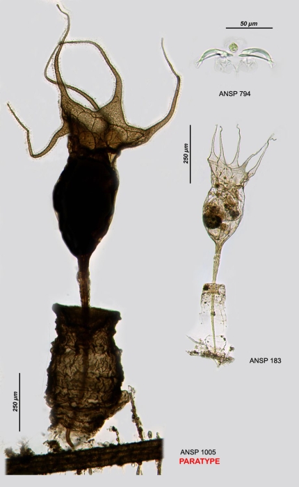 Collotheca judayi
