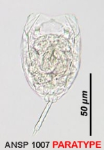 Lecane namatai