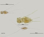 Filinia terminalis