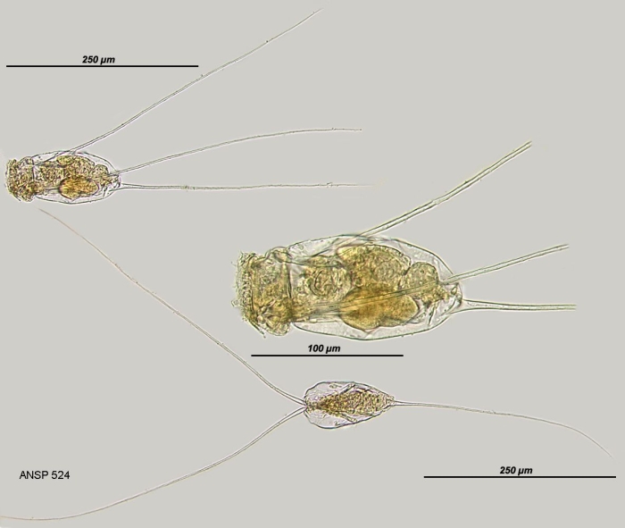 Filinia terminalis