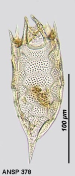 Keratella paludosa