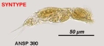 Dicranophorus spiculatus