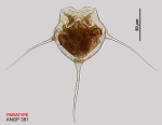 Filinia camasecla