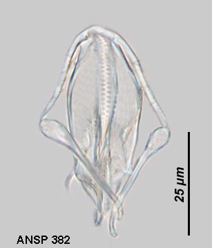 Dicranophorus lenapensis