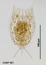 Lecane ludwigii