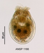 Ascomorpha ovalis