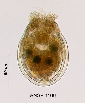 Ascomorpha ovalis