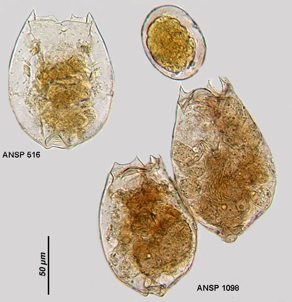 Brachionus dimidiatus f. quartarius Brachionus dimidiatus f. quartarius