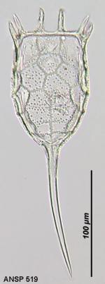 Keratella earlinae