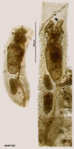 Floscularia decora