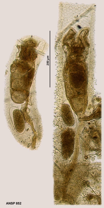 Floscularia decora