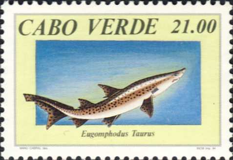 Eugomphodus taurus Eugomphodus taurus