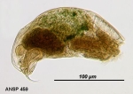 Trichocerca sulcata