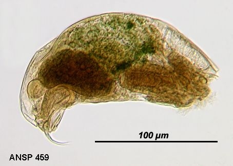 Trichocerca sulcata