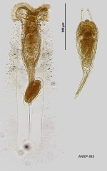 Ptygura libera