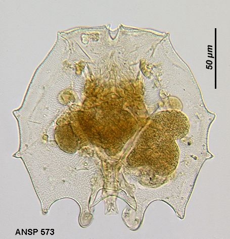 Brachionus dolabratus