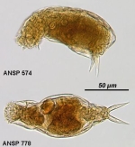 Cephalodella parasitica