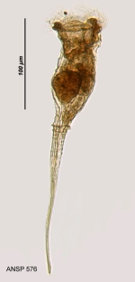 Collotheca pelagica