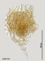 Lecane doryssa