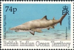 Lamniformes