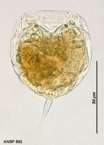 Lecane pyriformis