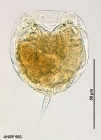 Lecane pyriformis