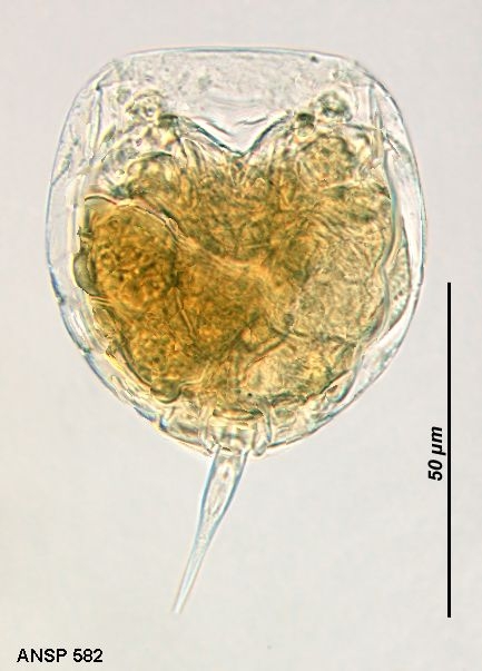 Lecane pyriformis