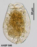 Brachionus dimidiatus f. inermis