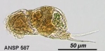 Cephalodella tantilla