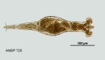 Rotaria rotatoria