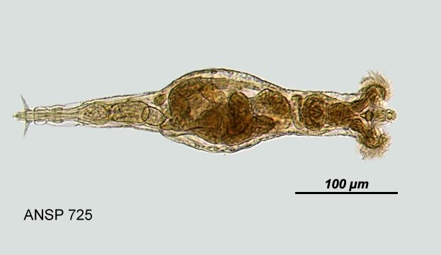 Rotaria rotatoria