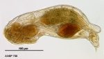 Notommata galena